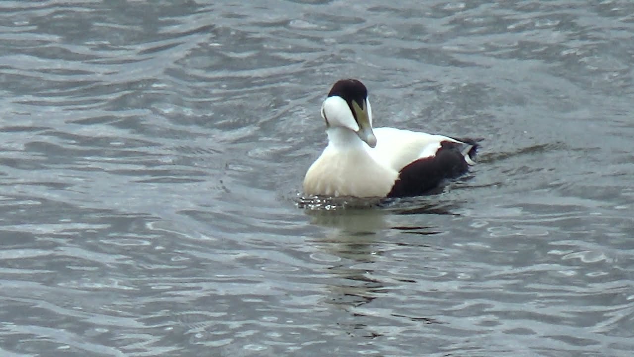 Eidereend     Zuidpier, IJmuiden