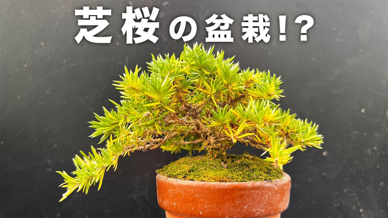 SBZ】見た目はほぼ八房杜松だけど芝桜なんだよね #盆栽 #bonsai - YouTube