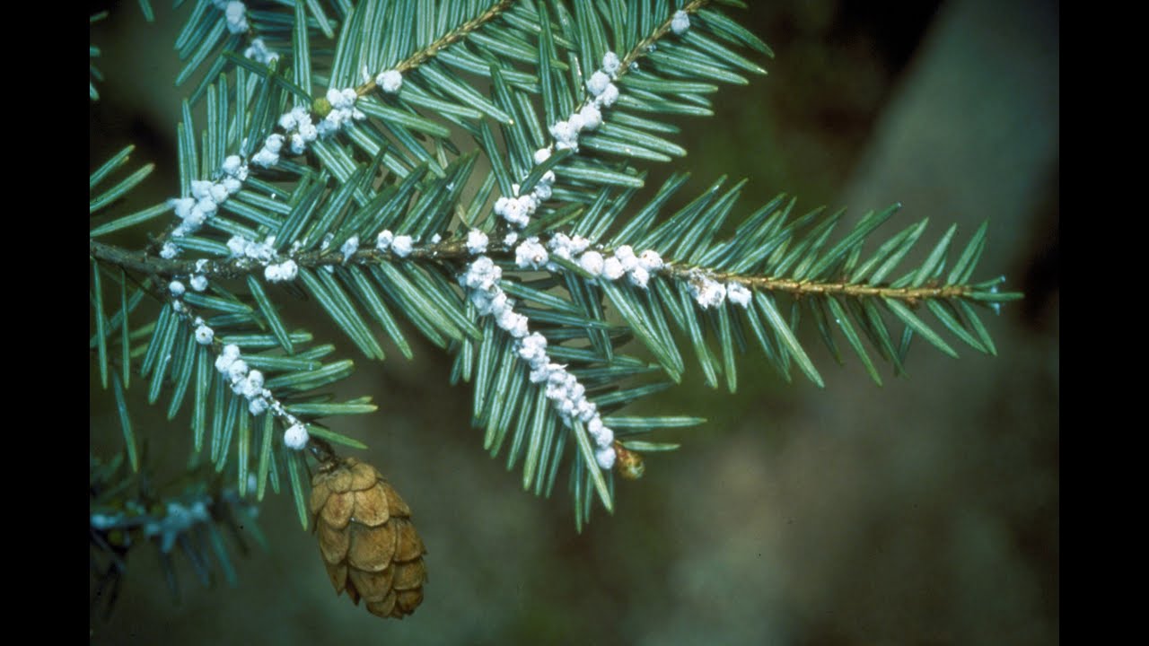 Hemlock Woolly Adelgid Info Zoom 8/24/2022