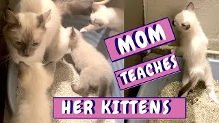 Mom Cat Litter Box Training Her Little Kittens | Cute Mom Cat and her Kitten Videos