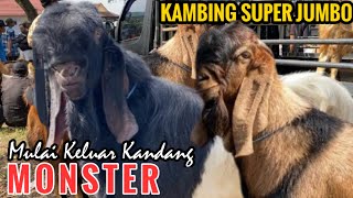 Super Jumbo ‼️ Harga kambing terbaru, Harga kalbing jantan hari ini, Pasar Kambing Wlingi Blitar