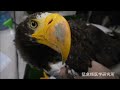 翼を骨折したオオワシ カメラを使っての視診 結構怖い。。