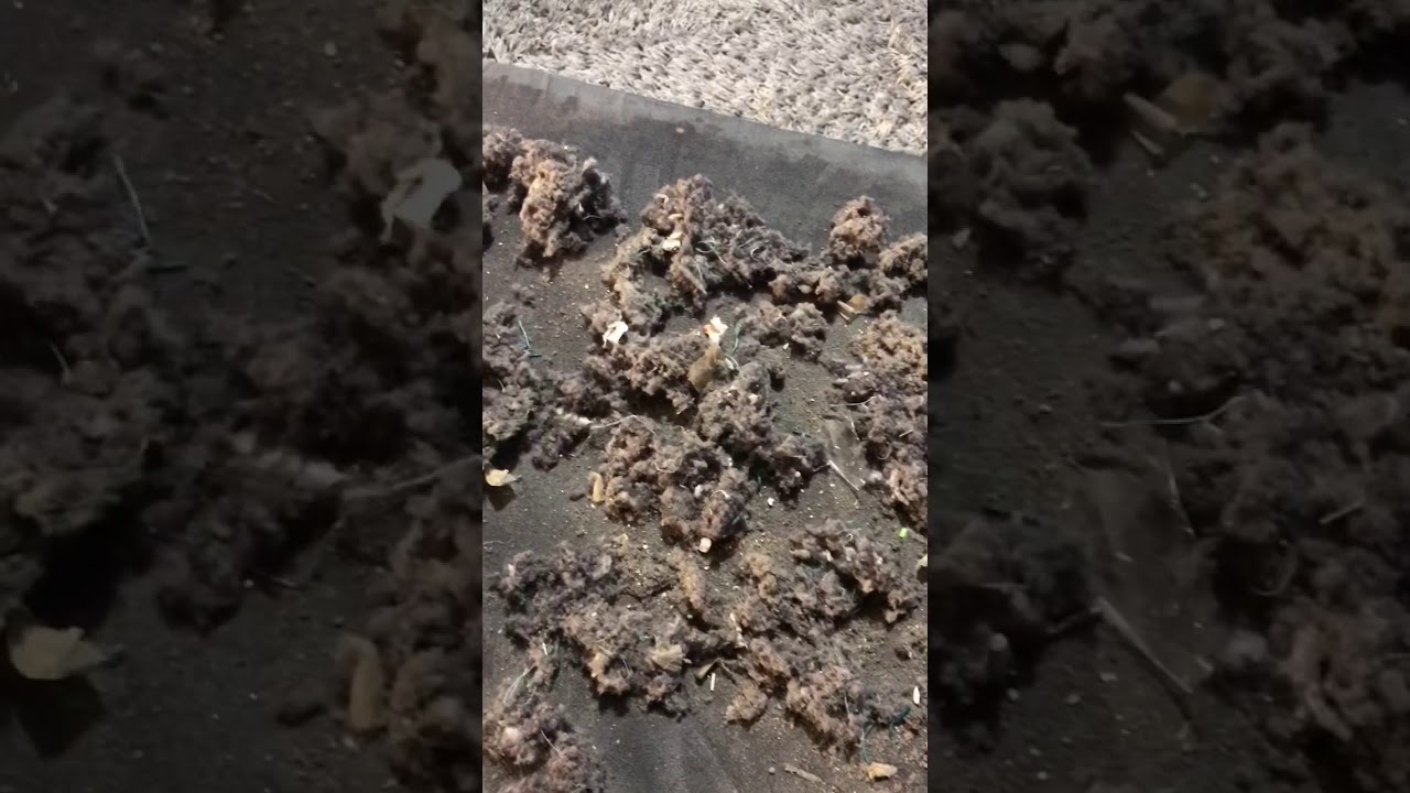 Using my Pet Turbo Eraser tool | VACUUM | ASMR | AGITATION