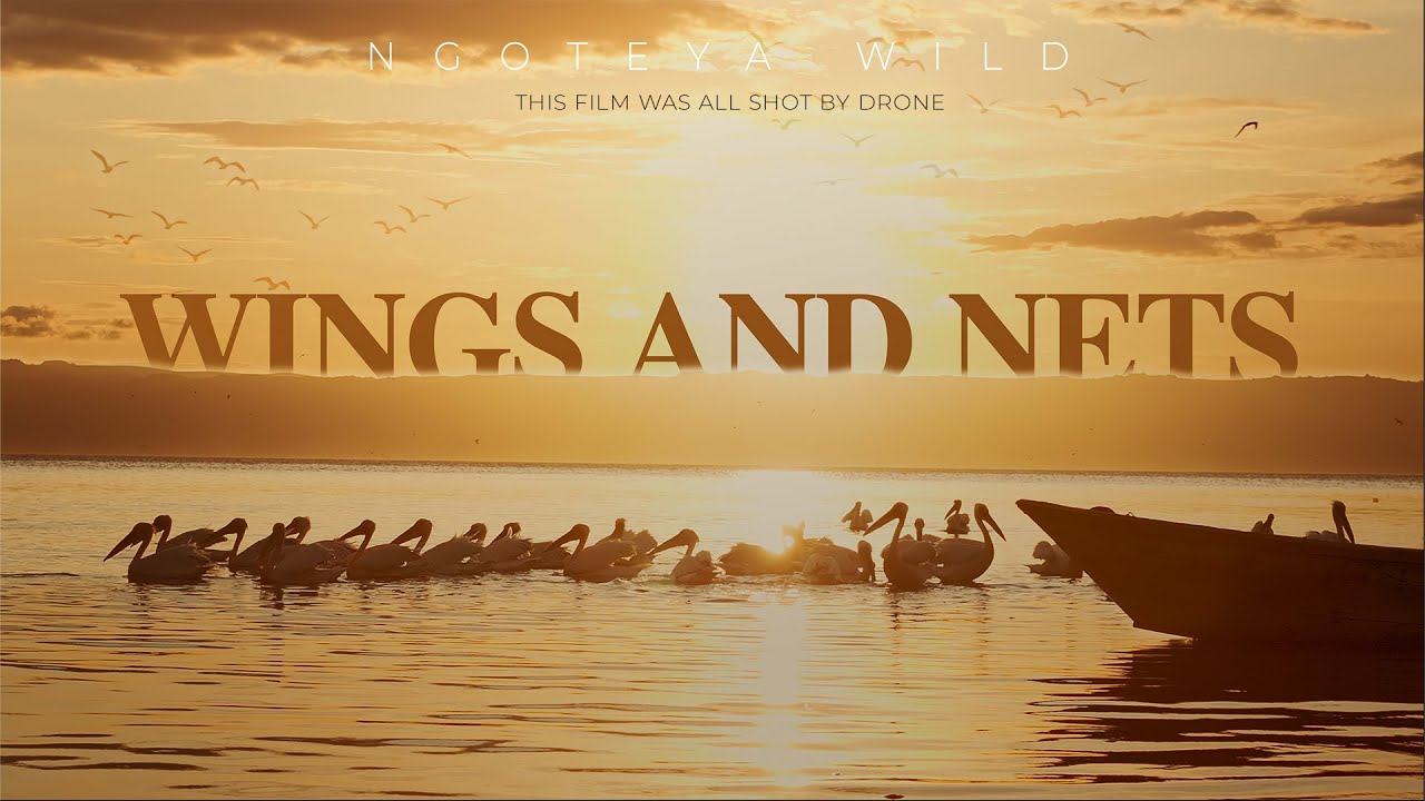 WINGS & NET A Drone film.