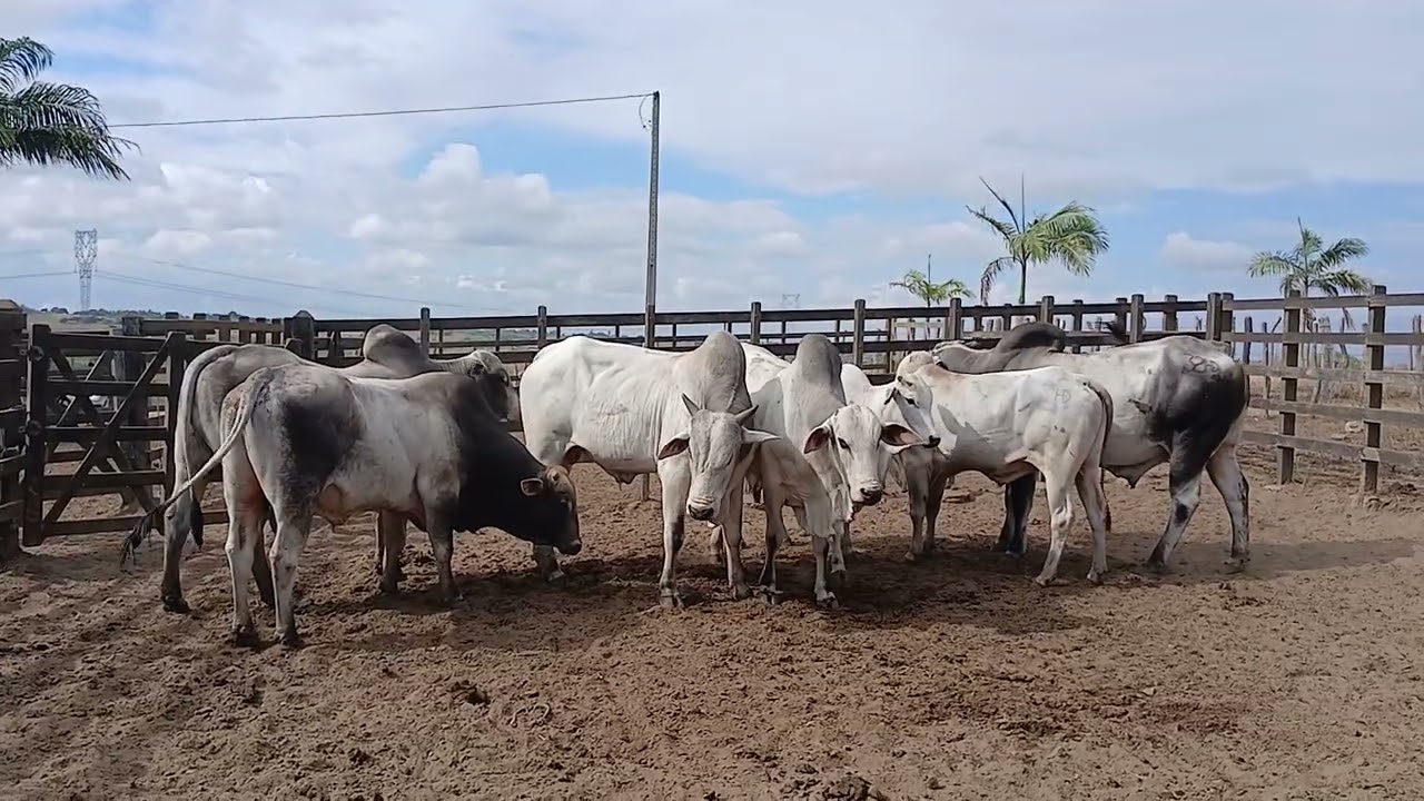 chegou a hora de carregar os touro