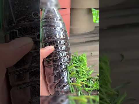 😍😍DIY Ideas Growing