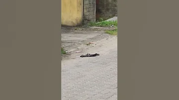 Crows Mourning Their Dead Shorts Animals Birds Crows Mourning Intelligent Sad 