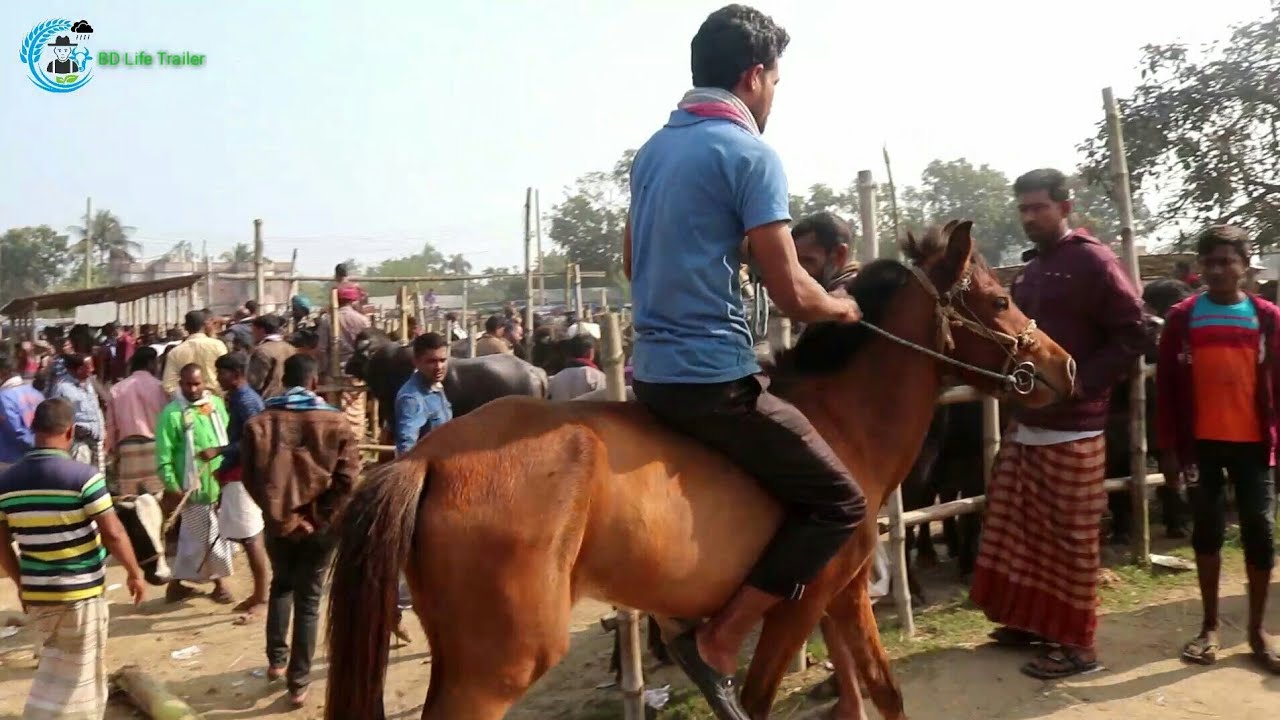 সাক্ষাৎকার সহ ঘোড়ার দাম অরনকোলা হাট, ঈশ্বরদী, পাবনা Horse price in