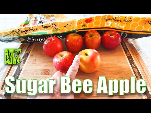 Sugarbee Apple Review - Selective Elective