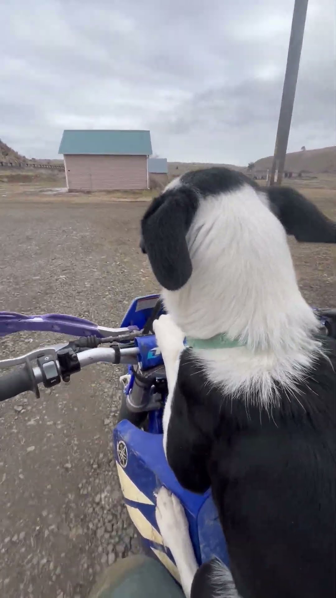 Dog Rides On Motorcycle || ViralHog