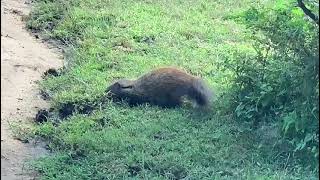 Mongoose captured at Yala Safari.