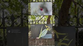#photoexhibition, ©@philippe kohoney, Jardin des Serres d'Auteuil, Paris, France 2026
