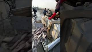 Oq Baliqlar Oshxona Uchun