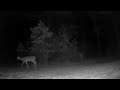 Deers on night cam