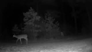 Deers on night cam