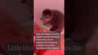 Three new baby penguins unveiled at Adventure Aquarium in Camden
Three new baby penguins unveiled at Adventure Aquarium in Camden Three new baby penguins unveiled at Adventure Aquarium in Camden