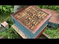 How to spot chronic bee paralysis virus