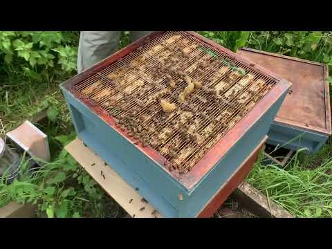 How to spot chronic bee paralysis virus