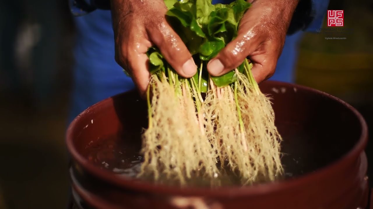 Procedimiento de Cosechas de Chapolas de Café