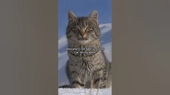 Watch the video about FUN FACTS About The Siberian Forest Cat 😺 #shorts #cat #cats #pet #pets