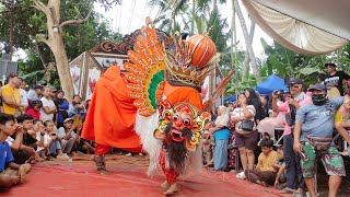 Tari Barong Oren Pengiling iling live pendarungan 