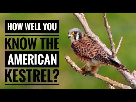 American Kestrel || Description, Characteristics and Facts!