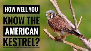 American Kestrel || Description, Characteristics and Facts!