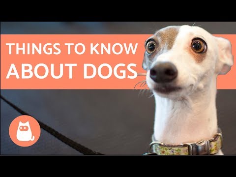 15 गोष्टी तुम्हाला कुत्र्यांबद्दल माहित असाव्यात