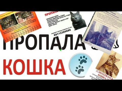 ЧТО ДЕЛАТЬ КОГДА ПРОПАЛА КОШКА Lose a pet What to do