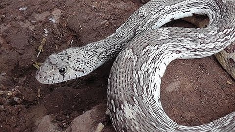Wild Friendly Gopher Snake Hangs Out