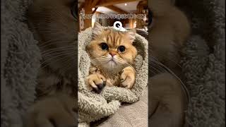 Pet your cute cat 🥹🐈
