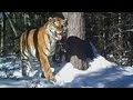 La BBC capta a un tigre siberiano a -40º