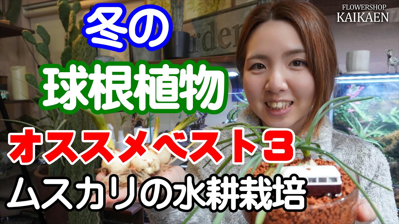 球根植物　育て方　植え替え　水耕栽培　オススメ　ベスト３　チューリップ　オキザリス　ムスカリ　冬の管理方法【おうちでガーデニング】開花園チャンネル