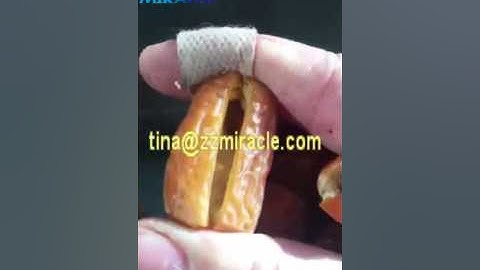 Algeria dates pitting machine, dry date pitter, date core removing machine