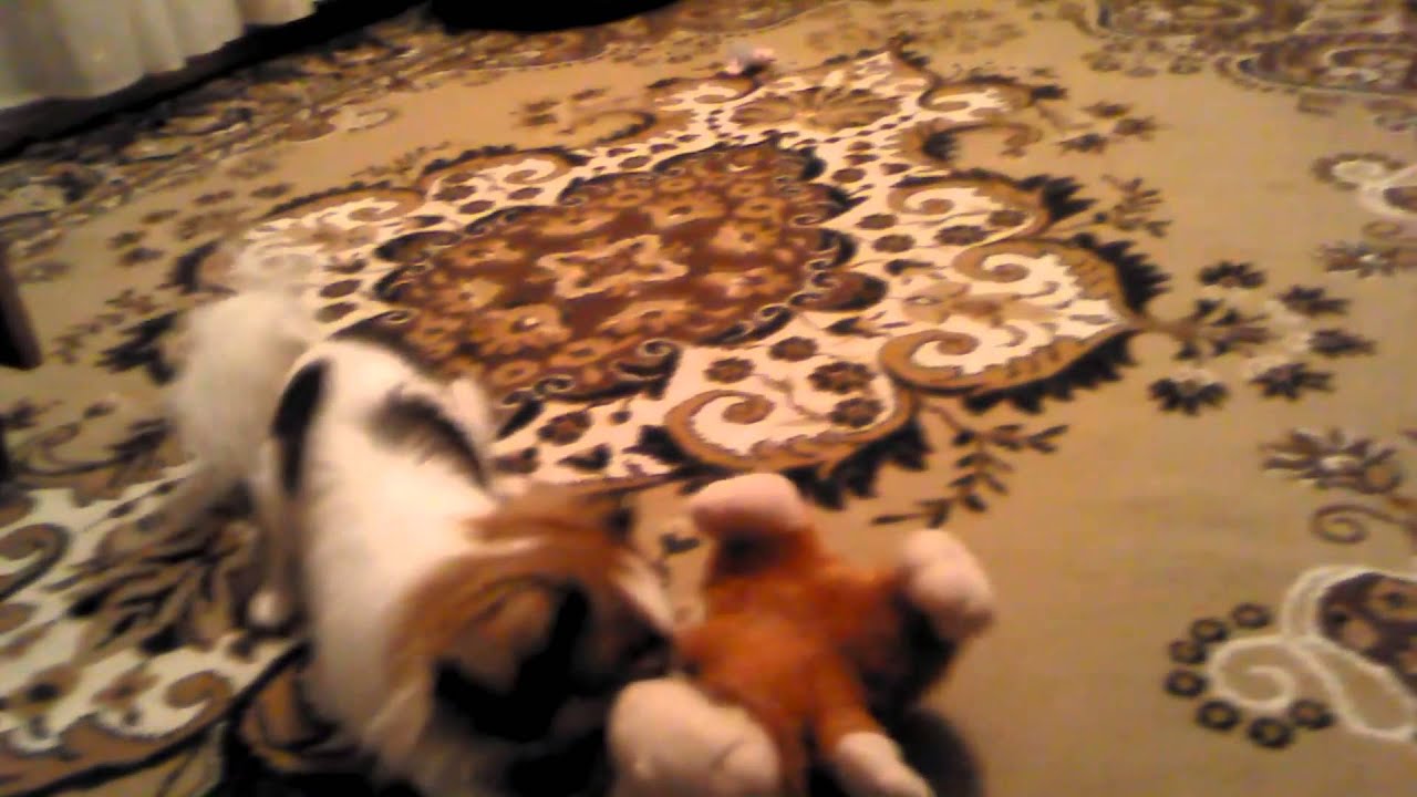 Японский Хин,супер позитив