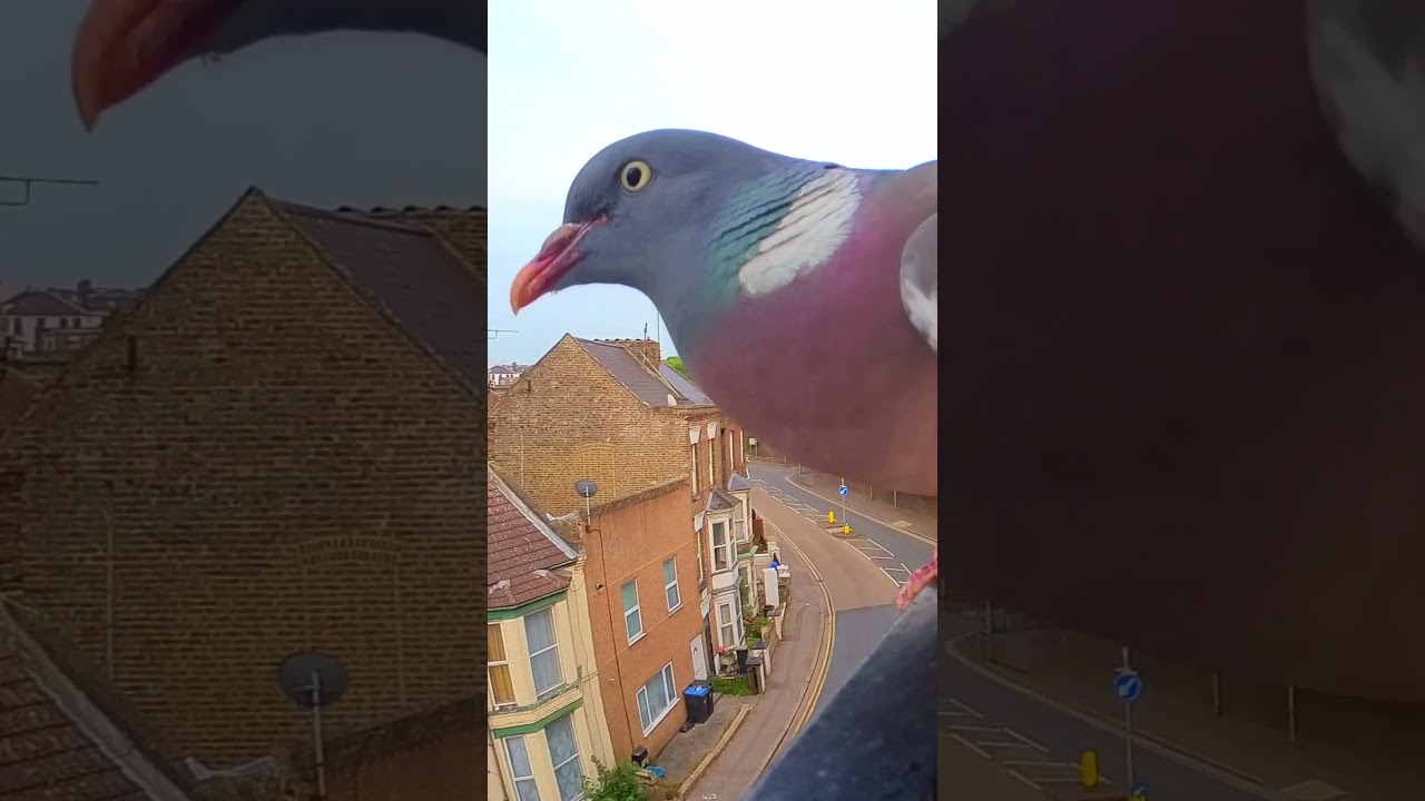 Wood Pigeon Angry Wing Slap, Thwap! / Balcony Bird Table 4K