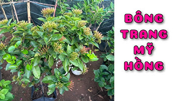 Cây bông trang Mỹ Hồng 1 cốt  |0386569374 -Ngọc Ngân Bến Tre |Chuyên cây độc lạ