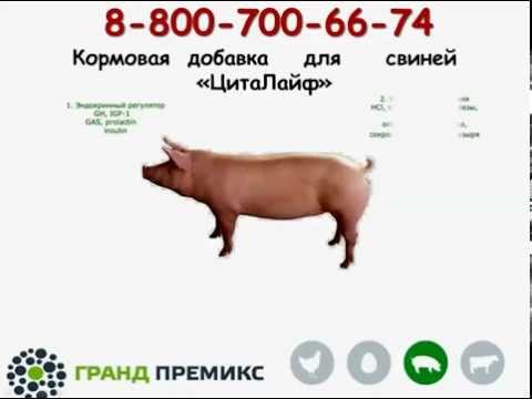 Пищеварительная кормовая добавка