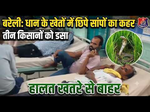बरेली में धान के खेतों में छिपे सांपों का कहर, तीन किसानों को डसा, हालत खतरे से बाहर