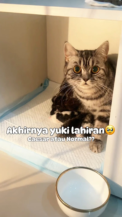 Finally, Yuki gave birth, it turns out she really has 7 children🥹🥹🥹