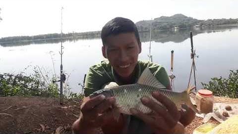 Bài Mồi Nền ủ Chuyên Câu Cá Trôi, chép, trắm, phi, cho mùa đông, Đã Thử Nghiệm Hiệu Quả Và Vi Diệu.