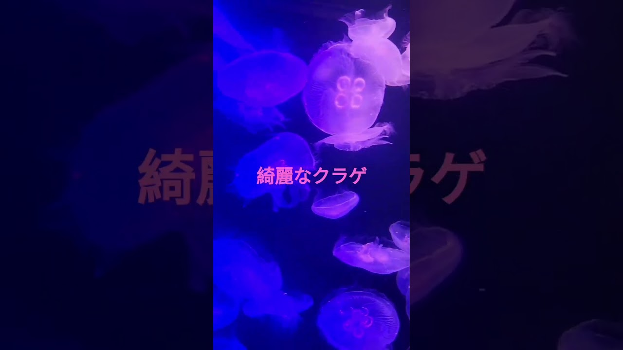 クラゲ - YouTube