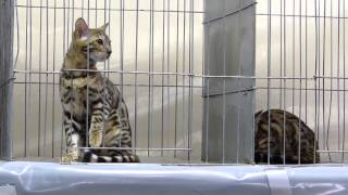 Cat Meow With Bengals At Tica Catshow 2014 Edmonton