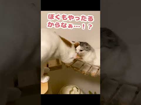 前世が井上尚弥級のボクサーな猫 #Shorts