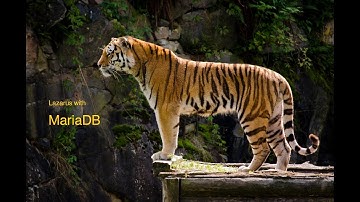 Lazarus + MariaDB - 5 - Part - 3