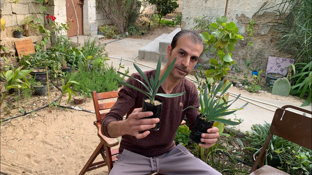 نبات معمر بأزهار كثيفة عطرية ولا يحتاج عناية وبزراعة شتلة ستمتلئ الحديقة منه (نرجس بري ، طيطان بحري)