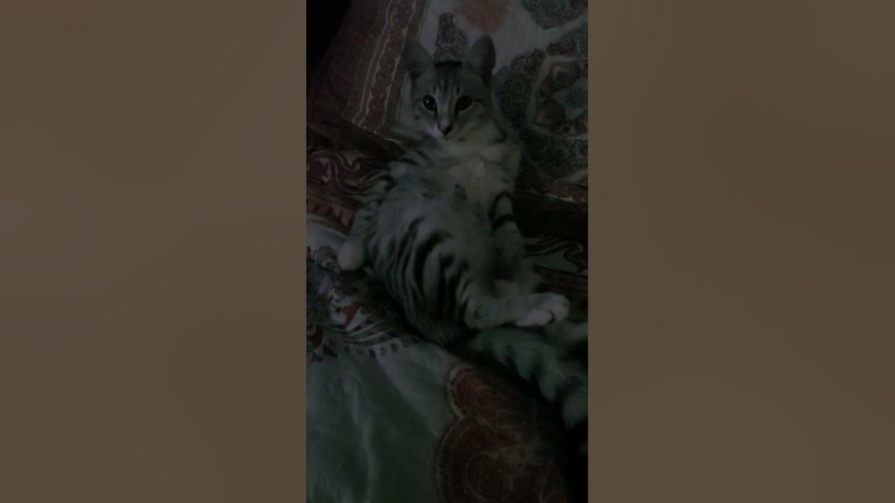 котик кампотик# - YouTube