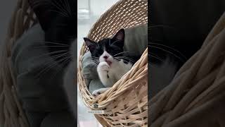 Should I feel guilty leaving my cat alone  #shorts by cats aid 69 views 1 year ago 1 minute, 12 seconds