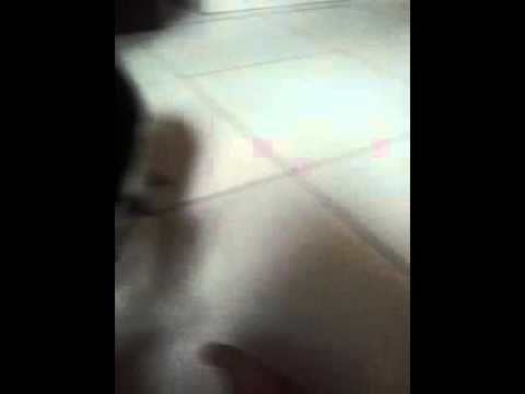Cachorro Feio