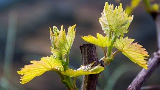 Vindimas No Douro 2012